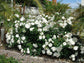 Iceberg Rose Bush - Live Starter Plants in 4 Inch Pots - Beautifully Fragrant Rose from Florida - A Versatile Beauty with a Rich Fragrance