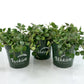 Hoya Curtisii - Live Plants in 4 Inch Pots - Hoya Carnosa &