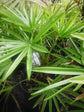 Carnavon Gorge Palm - Live Plants in 4 Inch Growers Pot - Livistona Nitida - Rare Ornamental Palms of Florida