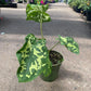 Alocasia - 4 Live Starter Plants in 2 Inch Pots - Alocasia - Florist Quality Air Purifying Indoor Plant - Nature&