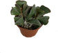 Artisan Grown Succulent Collection – 10 Live Succulent Plants in 4 Inch Pots – Growers Choice - Hand-Picked for Beauty – Perfect Plant Assortment for Indoors or Outdoors