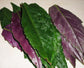 Okinawa Spinach - Live Starter Plants - Gynura Crepioides - Grow Your Own Vegetables and Fruit in The Garden or Patio
