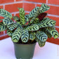 Calathea Burle Marxii Prayer Plant - Live Plants in 4 Inch Pots - Calathea Burle Marxii - Beautiful and Elegant Indoor Houseplants from The Nursery