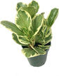 Peperomia Multi Pack - 3 Live Plants in 4 Inch Pots - Varieties are Grower&