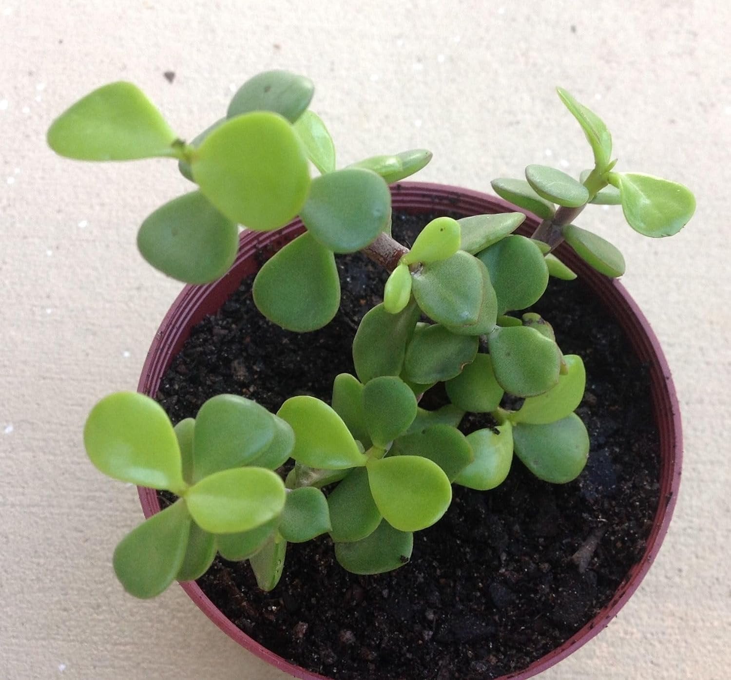 jade plant in tamil name Mini Leaf Jade Plant - Live Starter Plants in 2 Inch Pots - Portulacaria Afra