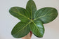 Ficus Tree - Live Starter Plants in 2 Inch Pots - Stunning Easy Care Interior Houseplant