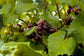 Muscadine Grape Vine with Trellis - Live Plant in a 3 Gallon Pot - 4 to 5 Feet Tall - Edible Fruit Bearing Vine
