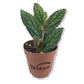 Polynesian Ivy - Live Starter Plants in 2 Inch Pots - Pellionia Pulchra - Rare Indoor Air Purifying Houseplant Vine