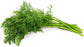 Dill Plant - Live Plants in 4 inch Pot - Indoor Outdoor Edible Herbs for Kitchen Garden