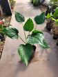 Alocasia - 4 Live Starter Plants in 2 Inch Pots - Alocasia - Florist Quality Air Purifying Indoor Plant - Nature&