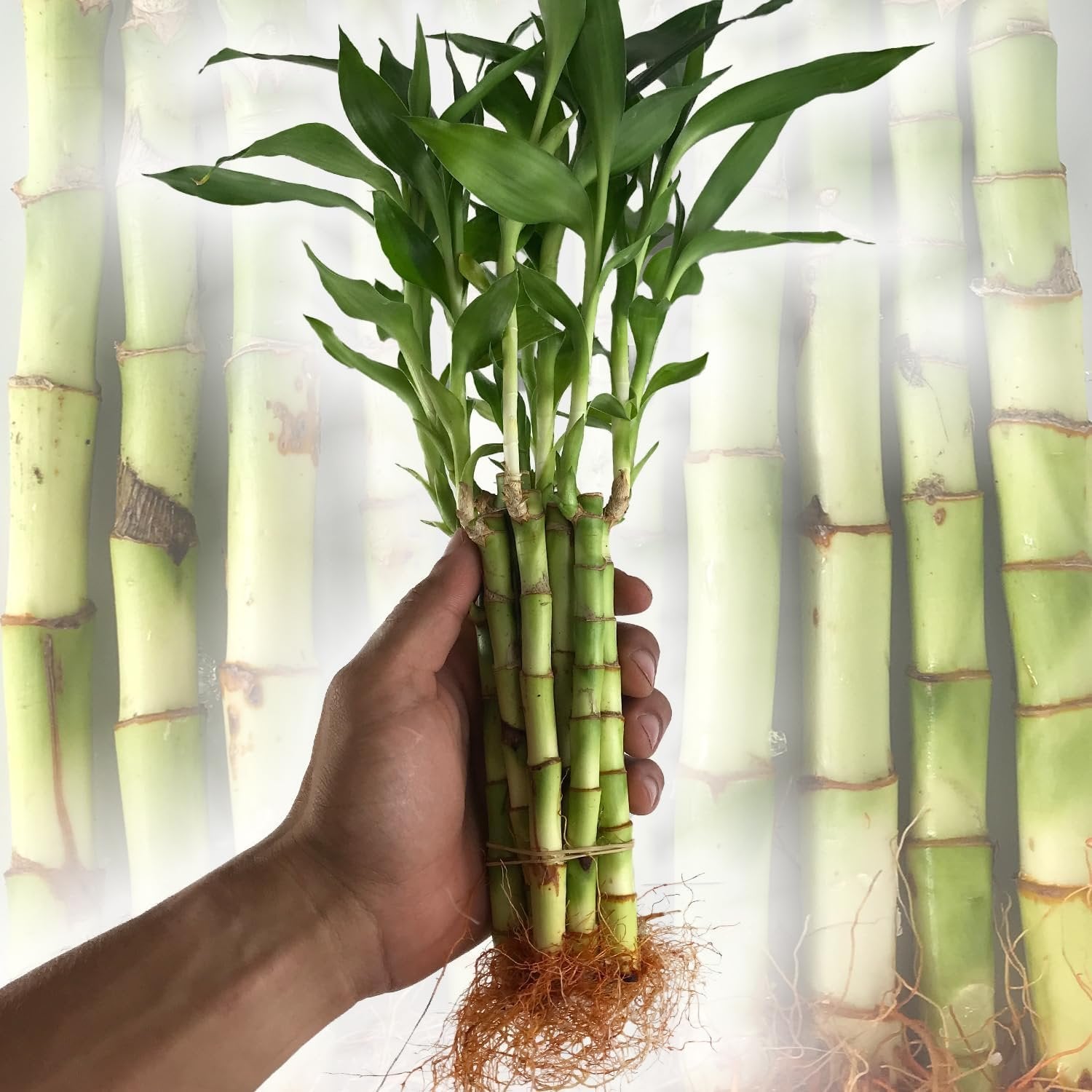 aspca lucky bamboo Lucky Indoor Bamboo - Live Plants - Ships Bare Root