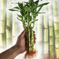 Lucky Indoor Bamboo - Live Plants - Ships Bare Root - 6 Inch Straight Stalks - Air Purifying Feng-Shui Zen Garden Houseplants