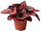 Red Kiss Begonia - Live Starters in 2 Inch Pots - Begonia Rex &