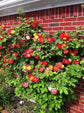 Pinata Climbing Rose Bush - Live Starter Plants in 4 Inch Pots - Beautiful Roses from Florida - A Colorful Addition to Any Garden