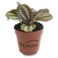 Friendship Plants - Live Starter Plants in 2 Inch Pots - Baby Pilea - Beautiful Textured Indoor Houseplant