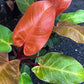 Philodendron - Live Plants in 6 Inch Pots - Rare and Elegant Indoor Houseplant