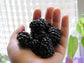 Apache BlackBerry Plant - Live Plant in a 2 Inch Pot - Rubus - Fruit Trees for The Patio and Garden