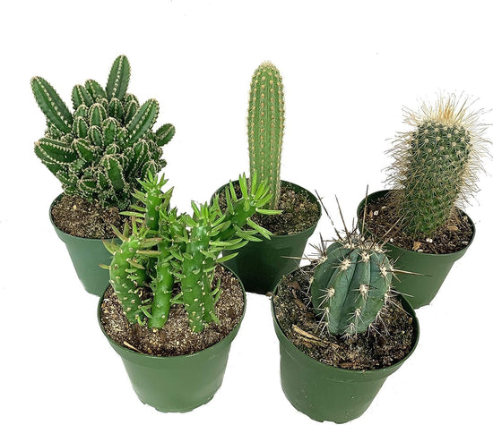 Artisan Grown Cactus Collection – 5 Live Cacti Plants in 4 Inch Pots – Growers Choice - Hand-Picked for Beauty – Perfect Plant Assortment for Indoors or Outdoors