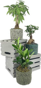 Bonsai Tropical Leaf Planter - Live Plant in a Grey 5 Inch Decorative Pot - Plant Variety is Grower&