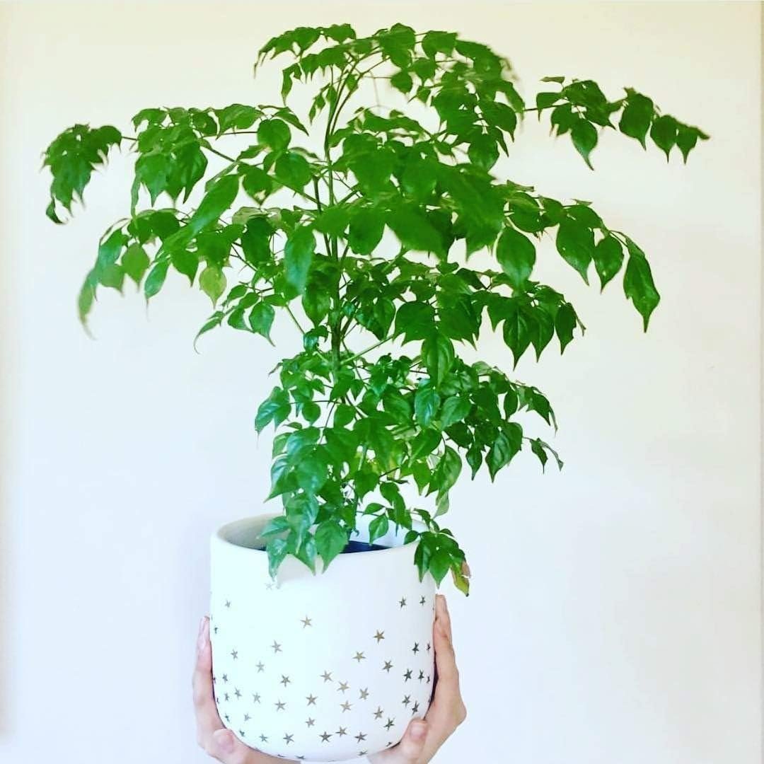 radermachera indoor plant China Doll Plant - Live Plant in a 6 Inch Pot -Radermachera Sinica