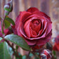 Hot Cocoa Rose Bush - Live Starter Plants in 4 Inch Pots - Beautifully Fragrant Rose from Florida - A Versatile Beauty with a Rich Fragrance