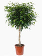 Ficus Benjamina Weeping Fig Braided Tree - Live Plant in a 10 Inch Pot - Ficus Benjamina - Beautiful Ornamental Interior Tree