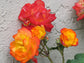Pinata Climbing Rose Bush - Live Starter Plants in 4 Inch Pots - Beautiful Roses from Florida - A Colorful Addition to Any Garden