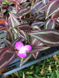 Tradescantia Wandering Jew - Live Plant in a 2 Inch Pot - Tradescantia Albiflora - Rare and Elegant Indoor Houseplant