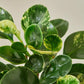Peperomia Marble - Live Plant in a 4 Inch Pot - Peperomia Obtusifolia &