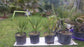 Giant Yarey Palm Gigas - Live Plants in 4 Inch Growers Pots - Copernicia Gigas - Extremely Rare Ornamental Palms of Florida