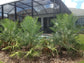 Caranday Wax Palm - Live Plant in a 3 Gallon Pot - Copernicia Alba - Rare Ornamental Palms of Florida