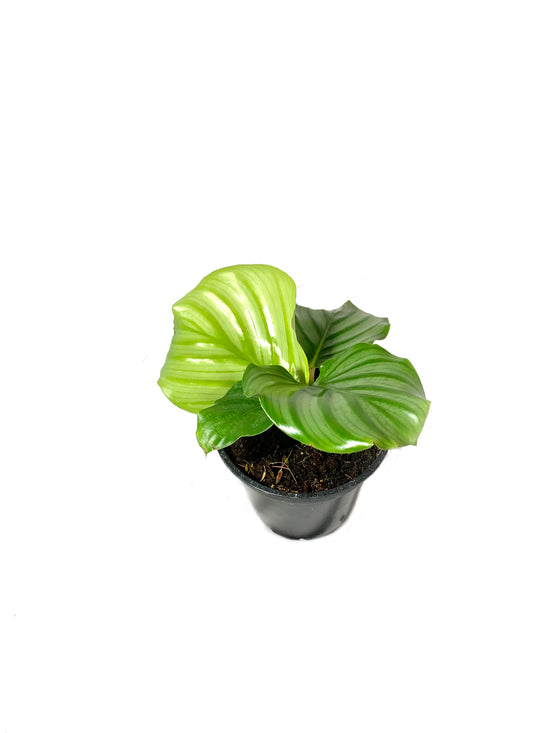 Calathea Orbifolia - Live Plant in a 4 Inch Pot - Calathea Orbifolia - Beautiful Easy to Grow Air Purifying Indoor Plant
