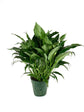 Peace Lily - Live Plant in a 6 Inch Pot - Spathiphyllum - Air Cleaning Indoor Houseplant