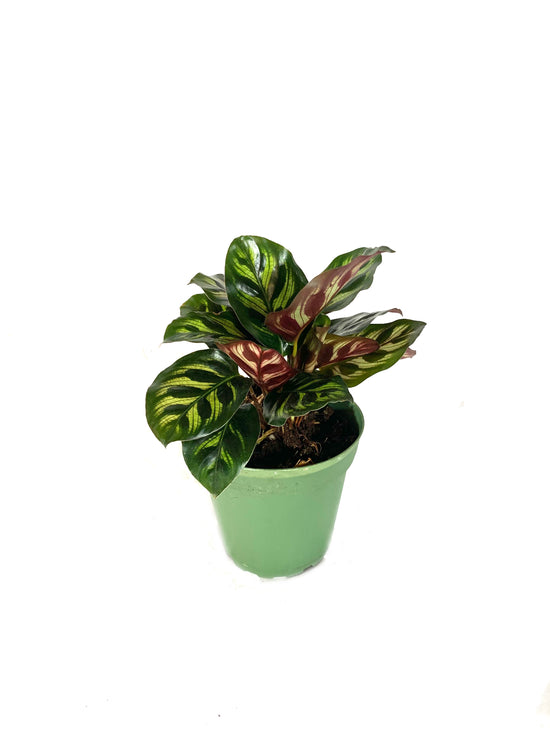 Peacock Plant - Live Plant in a 4 Inch Pot - Calathea Makoyana- Beautiful Easy to Grow Air Purifying Indoor Plant