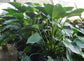 Philodendron Congo Green - Live Plant in an 10 Inch Growers Pot - Philodendron ‘Green Congo’ - Beautiful Indoor Outdoor Air Purifying Houseplant