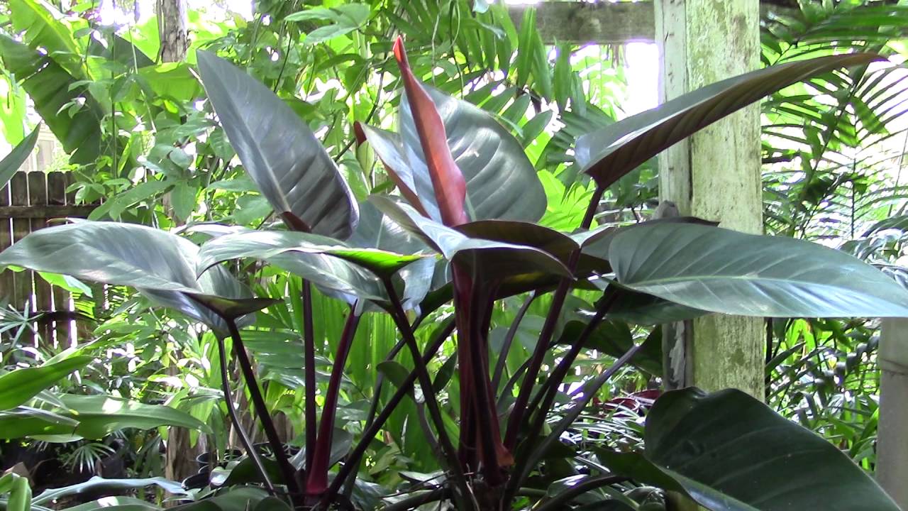 congo rojo philodendron Philodendron Congo Rojo - Live Plant in an 10 Inch Growers Pot - Philodendron Rojo Congo