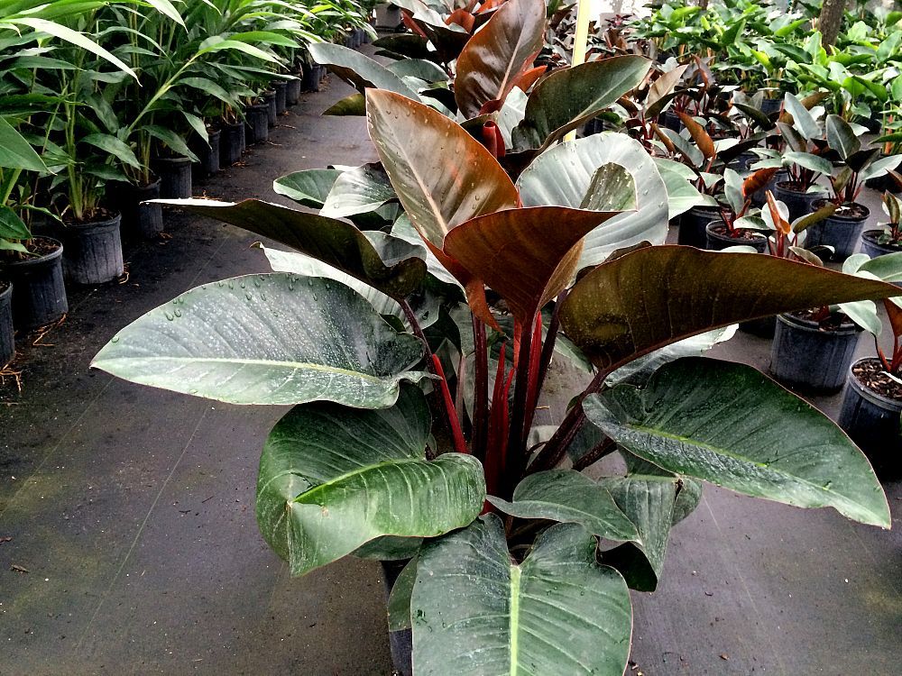 philodendron congo plant Philodendron Congo Rojo - Live Plant in an 10 Inch Growers Pot - Philodendron Rojo Congo
