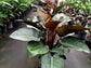 Philodendron Congo Rojo - Live Plant in an 10 Inch Growers Pot - Philodendron ‘Rojo Congo’ - Beautiful Indoor Outdoor Air Purifying Houseplant