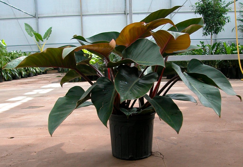 rojo congo philodendron price Philodendron Congo Rojo - Live Plant in an 10 Inch Growers Pot - Philodendron Rojo Congo