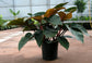 Philodendron Congo Rojo - Live Plant in an 10 Inch Growers Pot - Philodendron ‘Rojo Congo’ - Beautiful Indoor Outdoor Air Purifying Houseplant