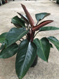Philodendron Congo Rojo - Live Plant in an 10 Inch Growers Pot - Philodendron ‘Rojo Congo’ - Beautiful Indoor Outdoor Air Purifying Houseplant