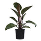Philodendron Congo Rojo - Live Plant in an 10 Inch Growers Pot - Philodendron ‘Rojo Congo’ - Beautiful Indoor Outdoor Air Purifying Houseplant