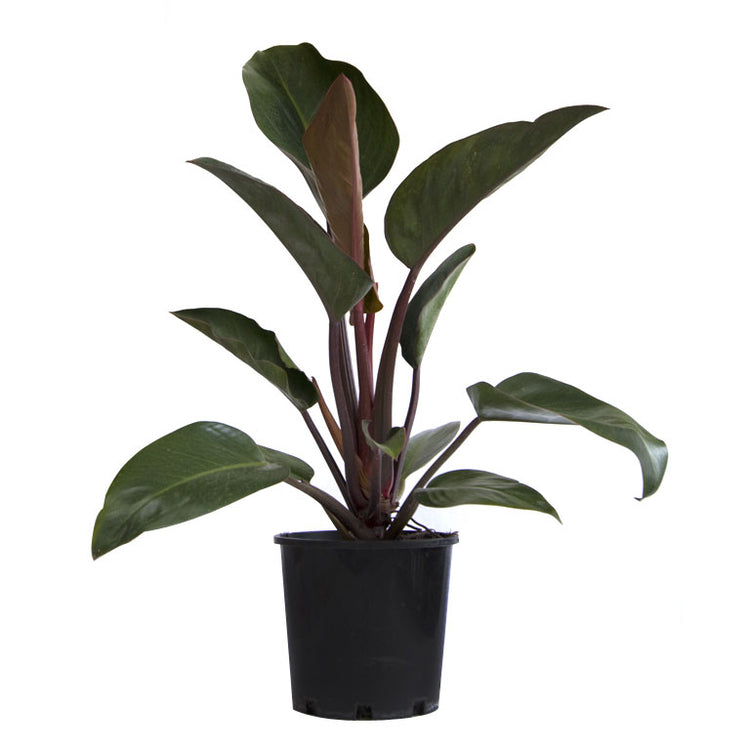 growing a sick rojo congo philodendron Philodendron Congo Rojo - Live Plant in a 10 Inch Growers Pot