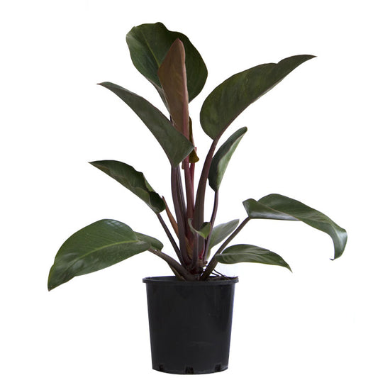 Philodendron Congo Rojo - Live Plant in a 10 Inch Growers Pot - Philodendron ‘Rojo Congo’ - Beautiful Indoor Outdoor Air Purifying Houseplant