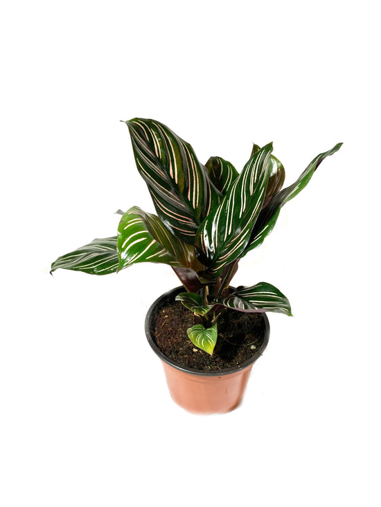 Pin Stripe Calathea - Live Plant in a 4 Inch Pot - Calathea Ornata - Beautiful Easy to Grow Air Purifying Indoor Plant