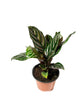 Calathea Indoor Houseplant Multi-Pack - 3 Live Plants in 4 Inch Pots - Growers Choice Based on Health, Beauty and Season - Beautiful Easy to Grow Air Purifying Indoor Plants
