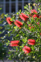 Red Cluster Bottlebrush - Live Plant in a 3 Gallon Pot - Callistemon Rigidus - Beautiful Evergreen Flowering Tree