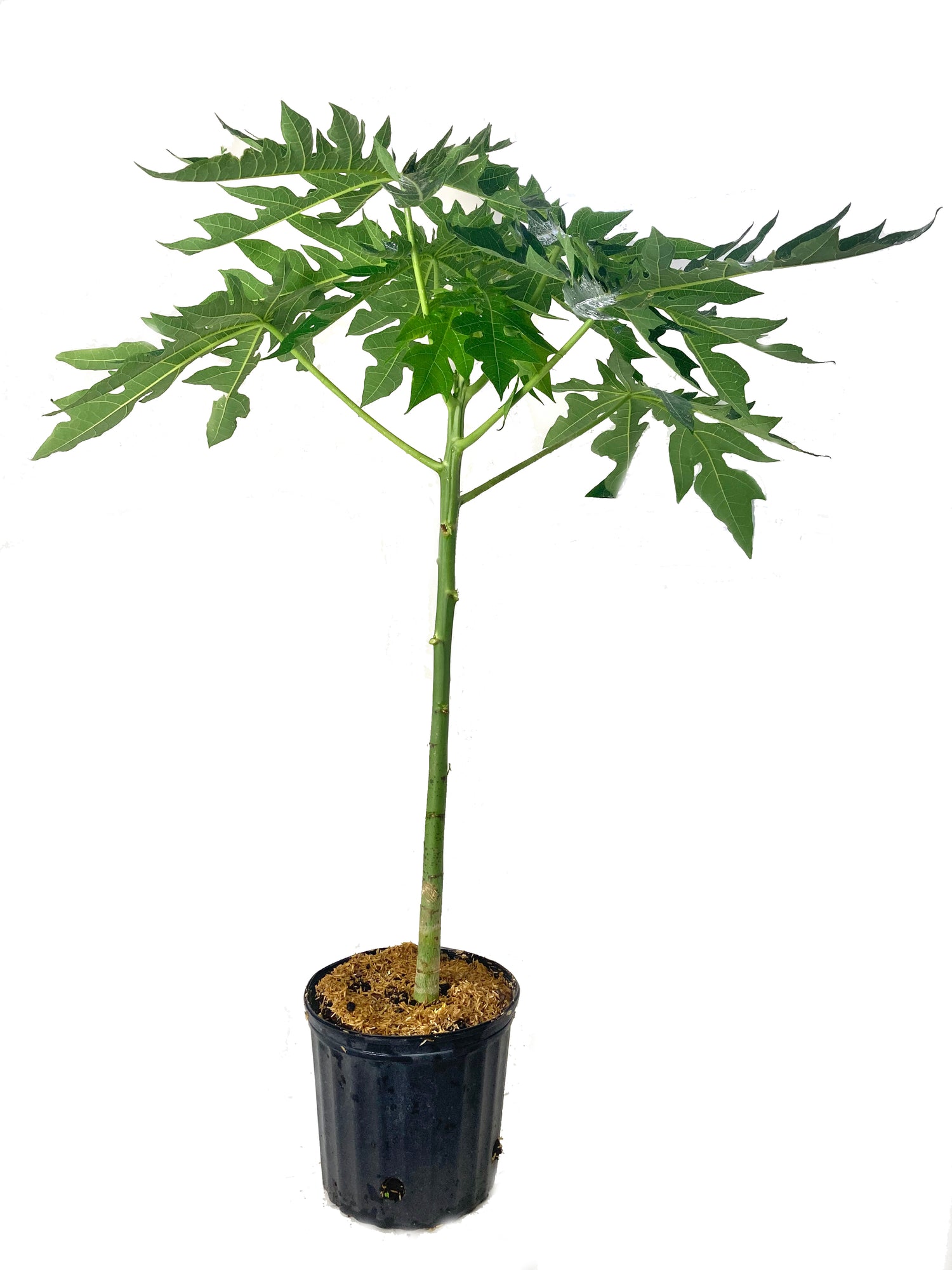 Red Lady Papaya Tree - Live Tree in a 3 Gallon Pot - 2-3 Feet Tall - P ...