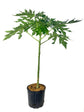 Red Lady Papaya Tree - Live Tree in a 3 Gallon Pot - 2-3 Feet Tall - Papaya Carica - Edible Fruit Bearing Tree