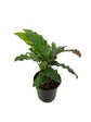 Calathea Rufibarba - Live Plant in a 4 Inch Pot - Beautiful Easy to Grow Air Purifying Indoor Plant